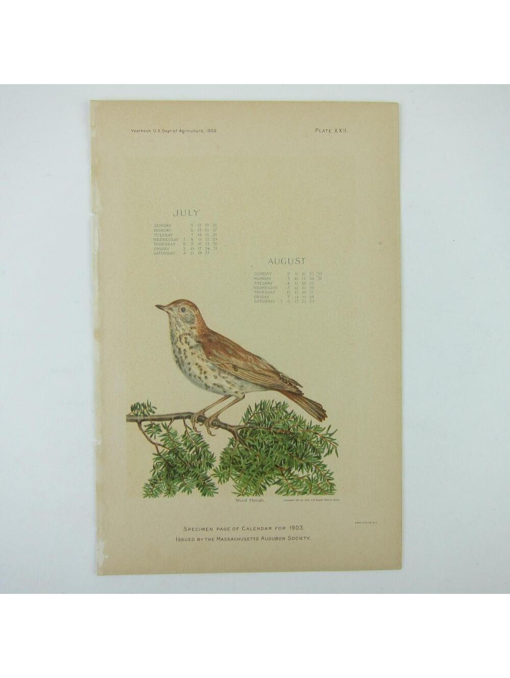 Bird Lithograph Print Wood Thrush on Tree Branch JW Elliot Massachusetts Antique